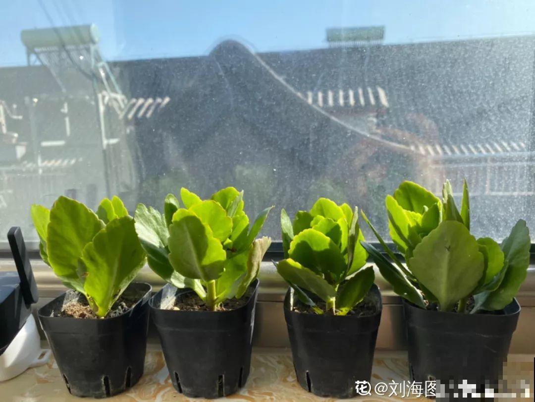 3种花别乱浇水，水越多越不开花，难怪这么多年不见一个花骨朵！