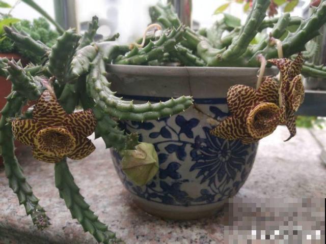 家里养了这花，满屋子都是臭味，真想连盆都给扔掉！