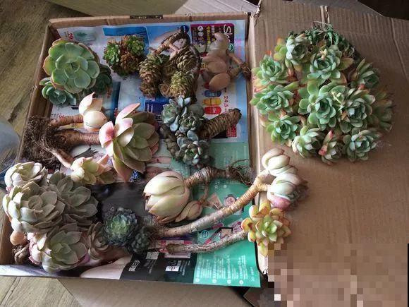 爱上多肉8年，她付出了所有，数量多到可以摆满整个天台！