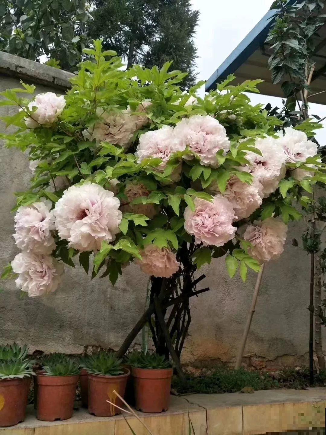 这8种花，养养就成巨无霸，3个大汉都搬不动！