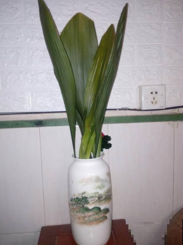 6种冬天耐寒的植物，不担心被冻死，真好养！