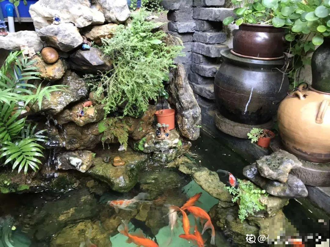 有个小院,养花喂猫,日子越过越充实! 有个小院,养花喂猫,日子越过越充实!