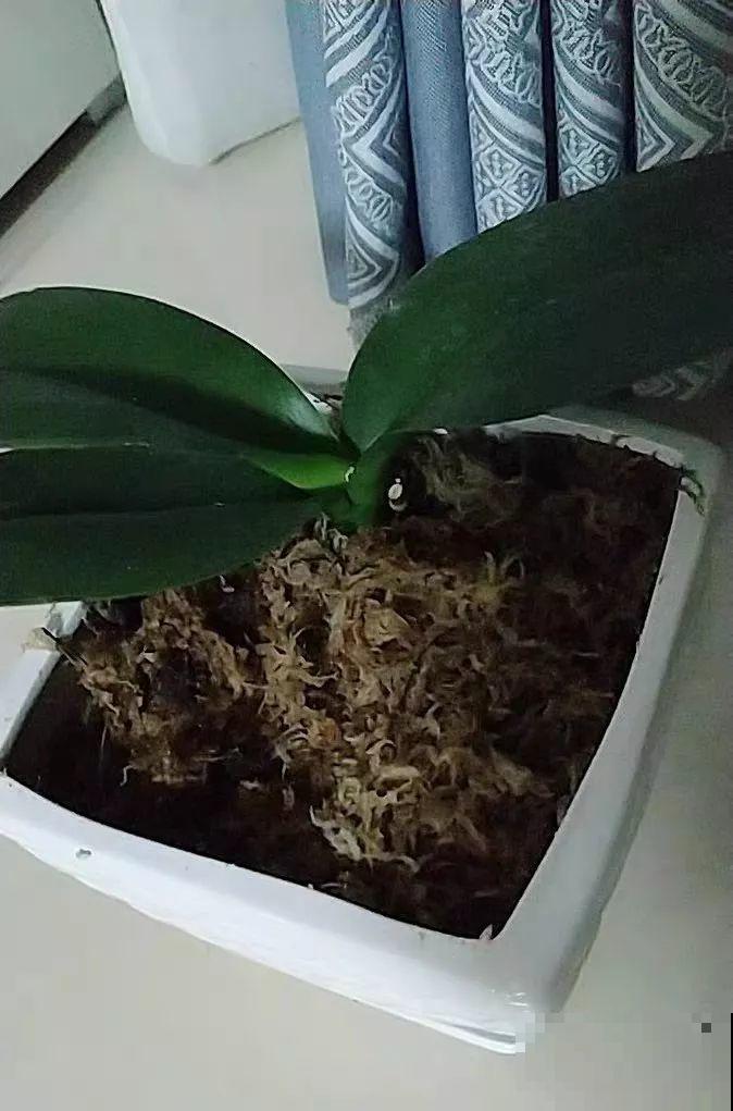 这花就得虐着养，套个袋子捂一捂，揭开立马冒花苞！