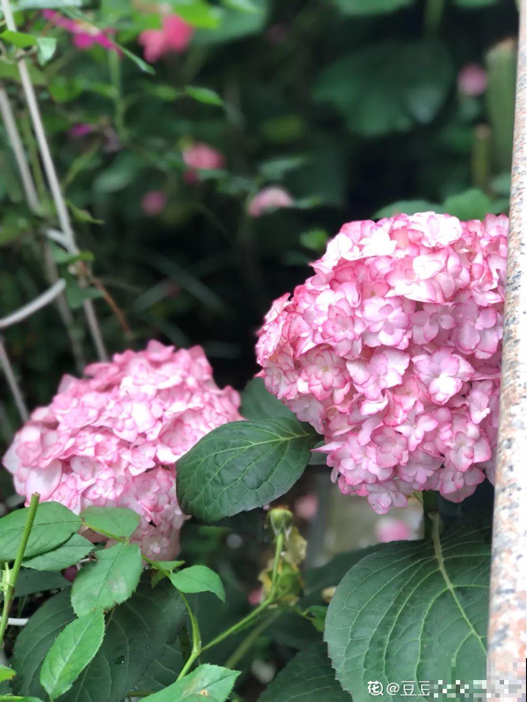 不同季节种不一样的花，这样的院子，才是我心中的世外桃源！