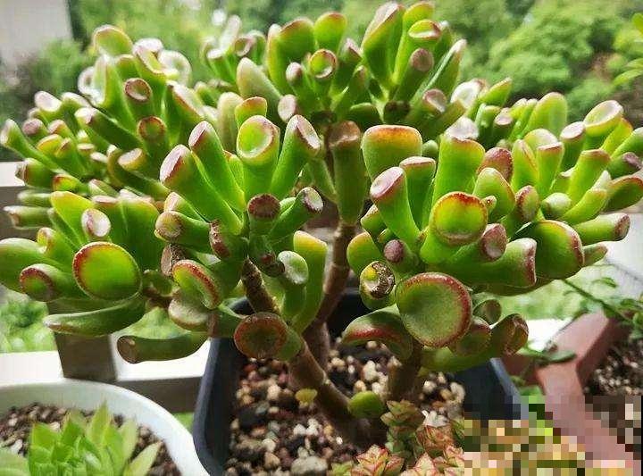 这4种花的叶子，越看越可爱，阳台养盆能当窗帘！