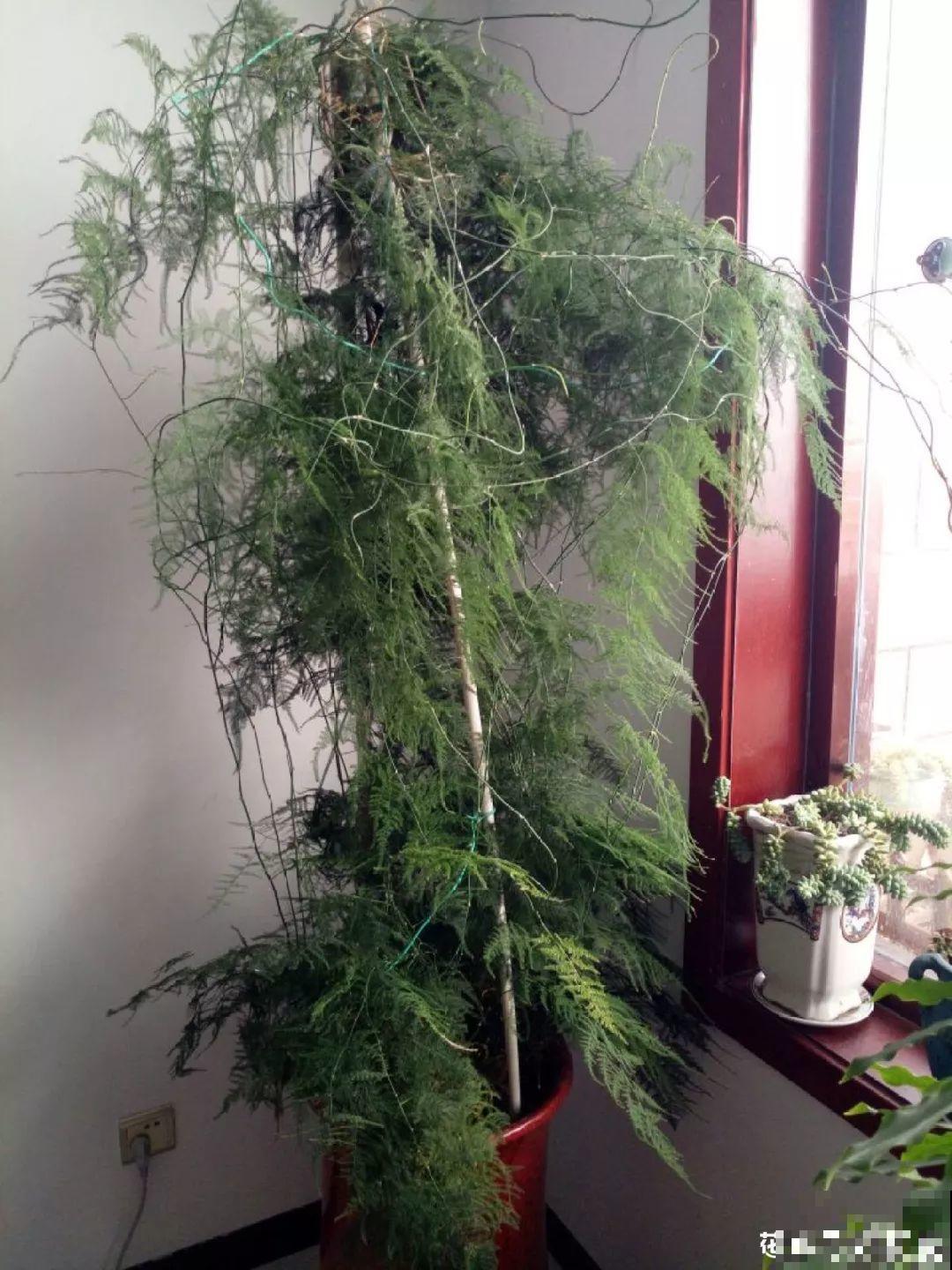 这4种花在他们手里，个个长成巨无霸，到底喂了啥好东西！