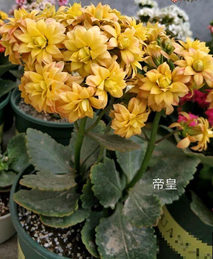 80个长寿花品种，全都美极了，只养1盆真的不够！