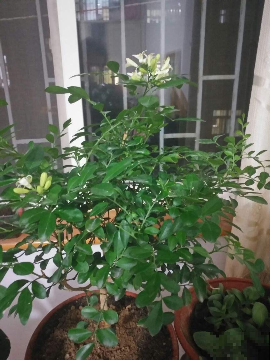 这花太香了，香味都飘到邻居家了，再也不用喷香水