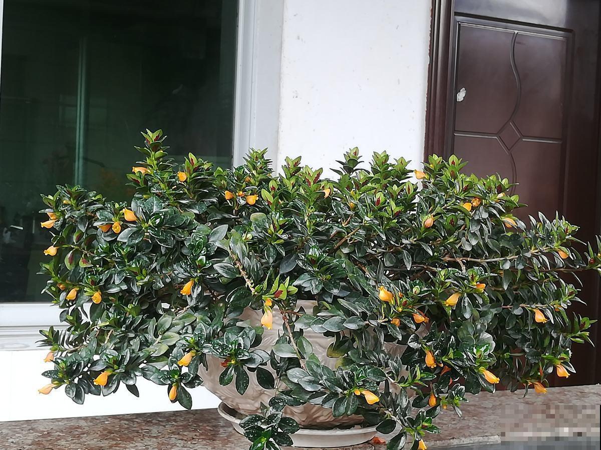 这花像金鱼，太逼真了，开起来像金鱼瀑布！