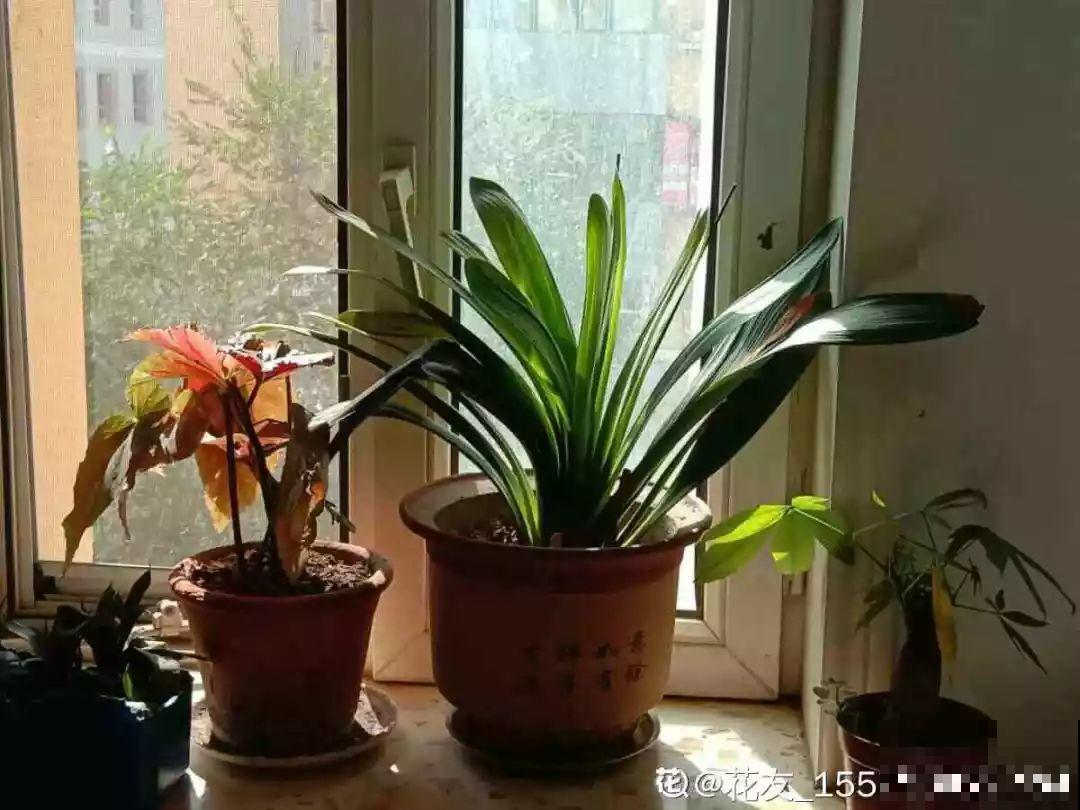冬天养花，别摆这些位置，养1盆死1盆！
