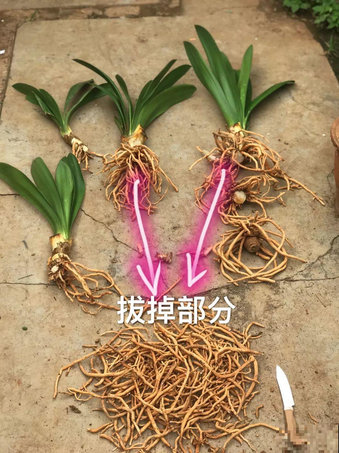 这8种花，养养就成巨无霸，3个大汉都搬不动！