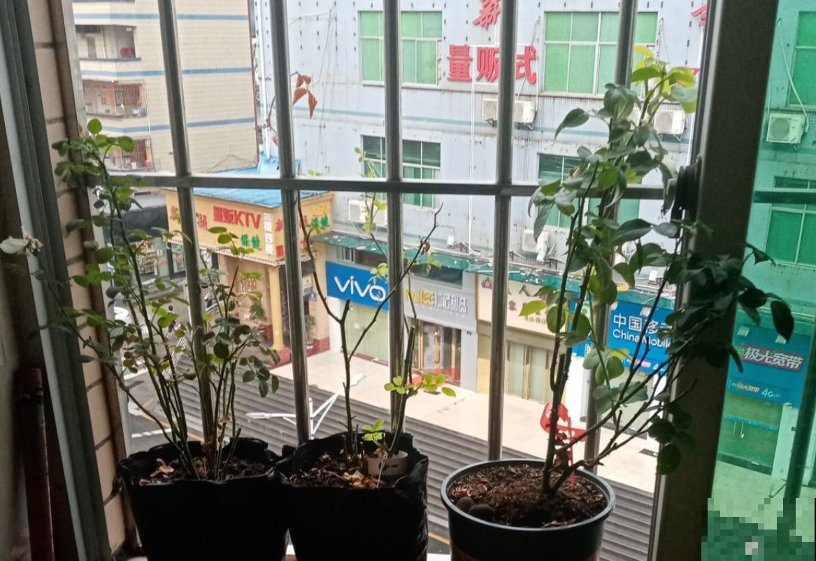 3种常见的浇水方式，不同的花浇不同的水，你们都用那一种！