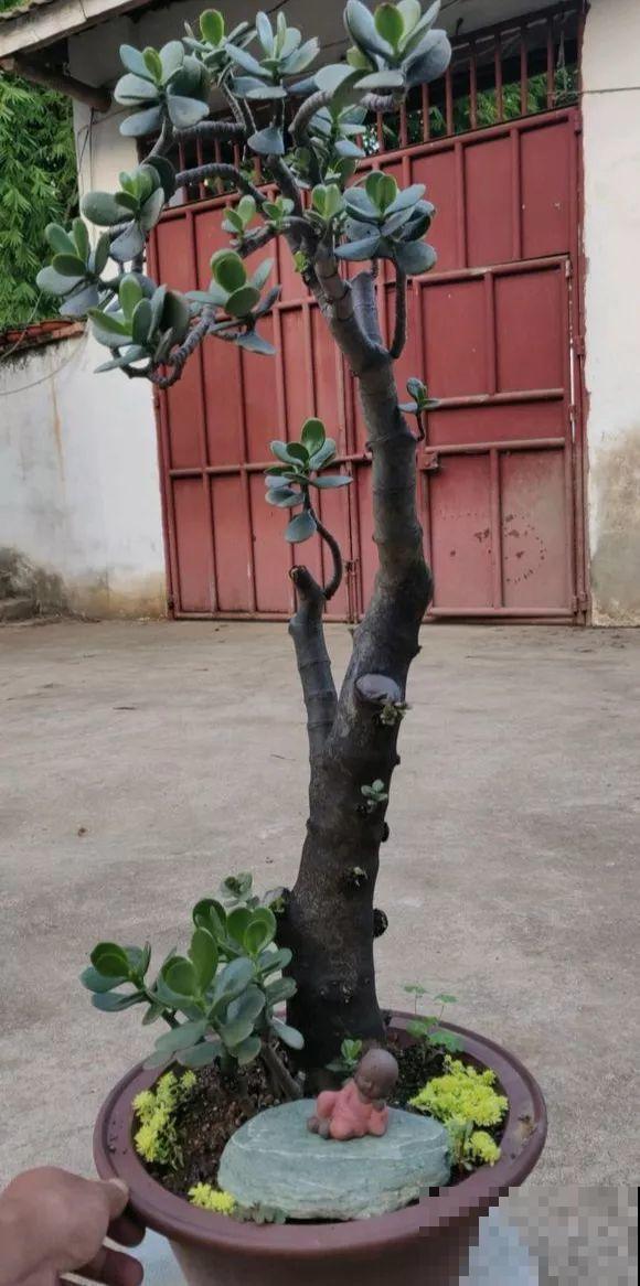 5种花，养个几十年没问题，枝干长得胳膊粗！