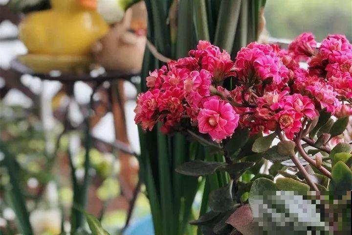 40种常见花，冬天就这么养，叶子绿油油照开不误！