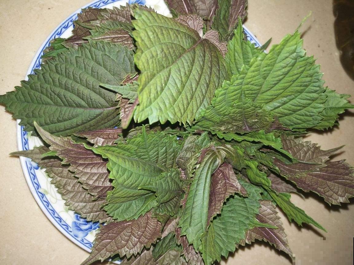 农村常见的5种野生蔬菜，城里人贼喜欢，健康美味有营养