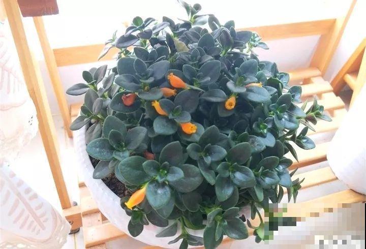 30种花冬天浇水技巧，根不烂，来年春天猛蹿新叶！