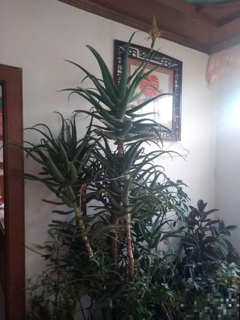 开败的百合这样一处理，能长一缸的小球，花盆都不够用！