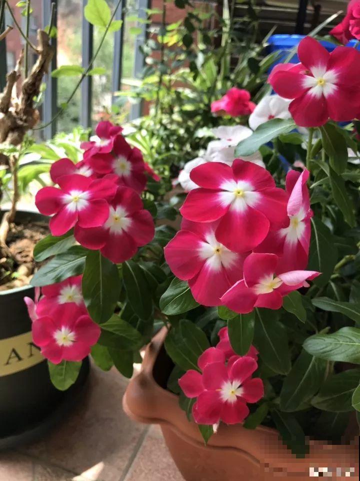 7种转运花，年底在家养一盆，开花就是好兆头！