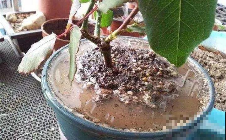 盆里有这3个东西，赶紧换盆换土，不然花越长越差！