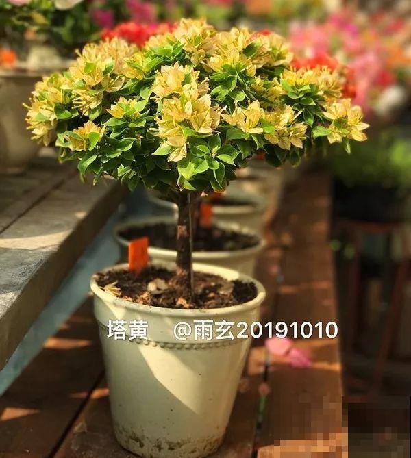 家里有三角梅的，露养断水2个月，安全越冬不用愁！