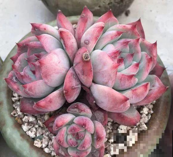 爱上多肉8年，她付出了所有，数量多到可以摆满整个天台！