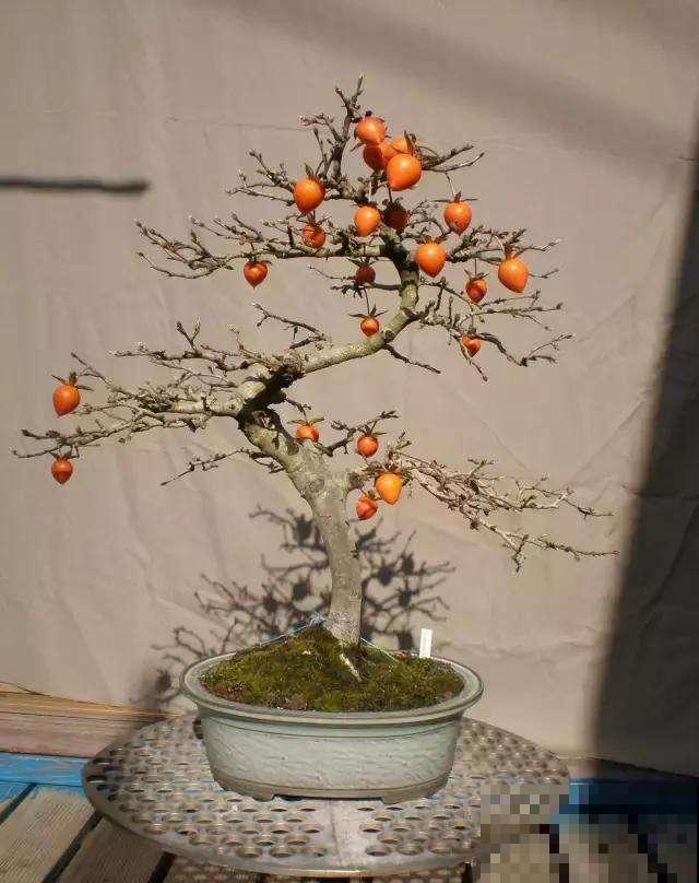 脆柿子吃完后，小黑核直接吐花盆里，几天冒出茂盛小森林！