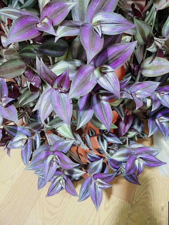 想美化环境，就选这几种植物，垂下来太美了！