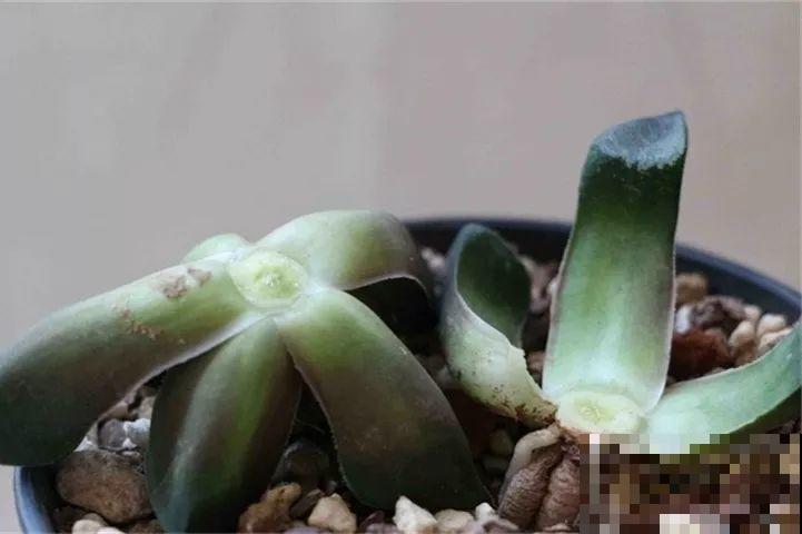 只用一根线，轻松解决多肉砍头难题，半月窜出一圈芽！