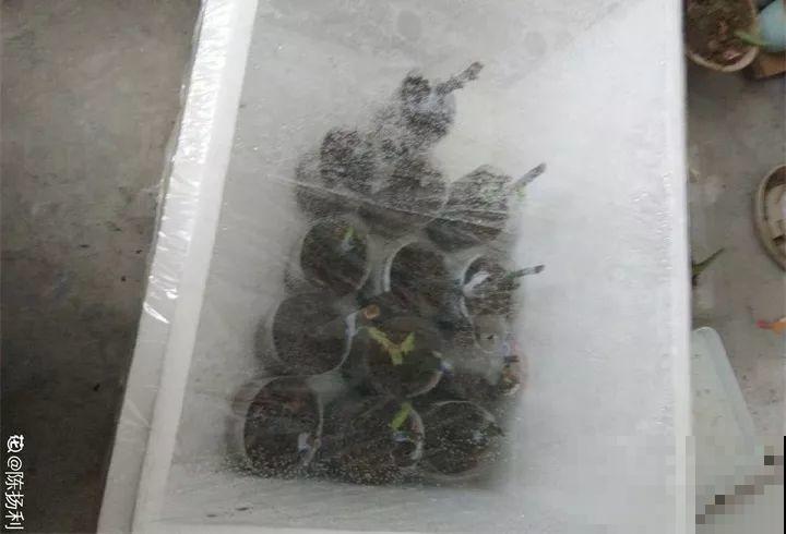 旧筷子先别扔，这样绑一绑，拿来养花有大用处！