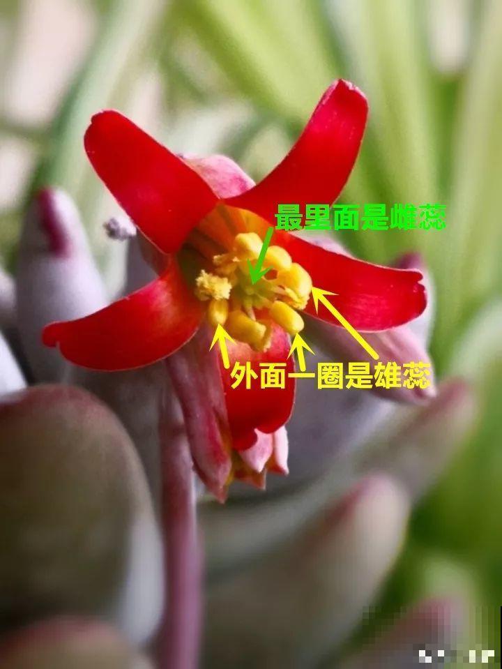 跟着他养多肉，年年不用买，结的种子撒土里就发芽！