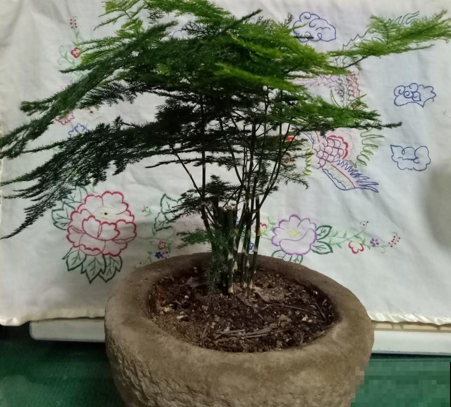 文竹叶子全黄了！找原因，找措施，很快就恢复回来了！