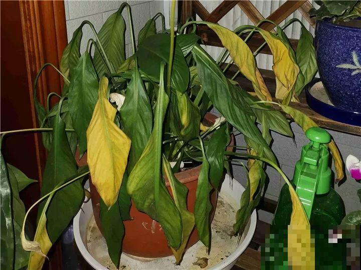 11月逛花市，这10种花还是别买了，养不活浪费钱！