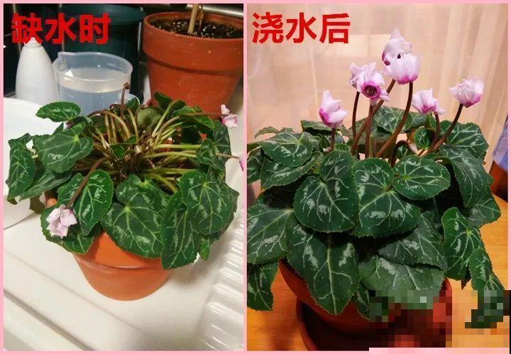仙客来最耐寒，能从秋一直开到春，越养越旺家！