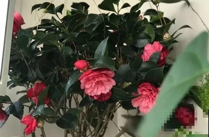 30种花冬天浇水技巧，根不烂，来年春天猛蹿新叶！