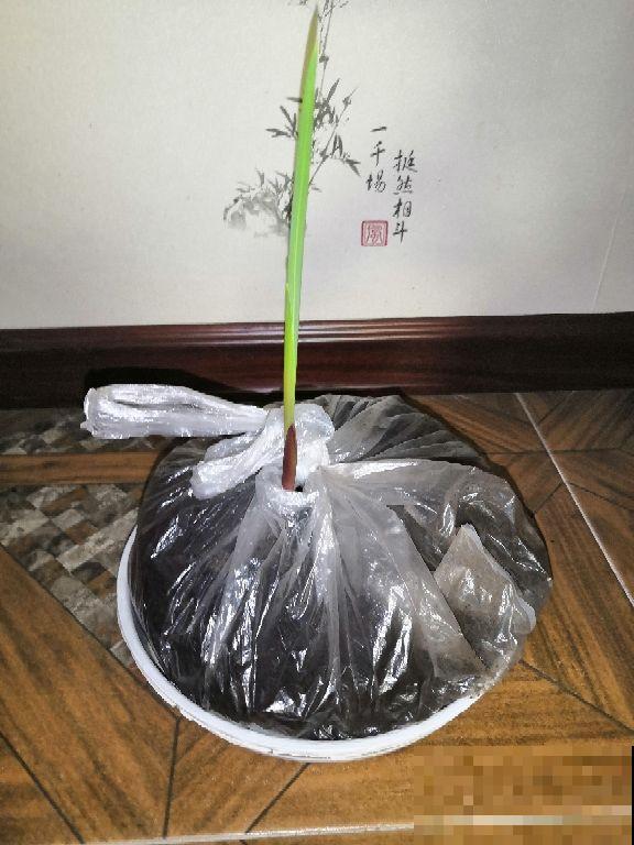 秋冬突然降温，给花做件衣服穿，零下十几度都没在怕的！