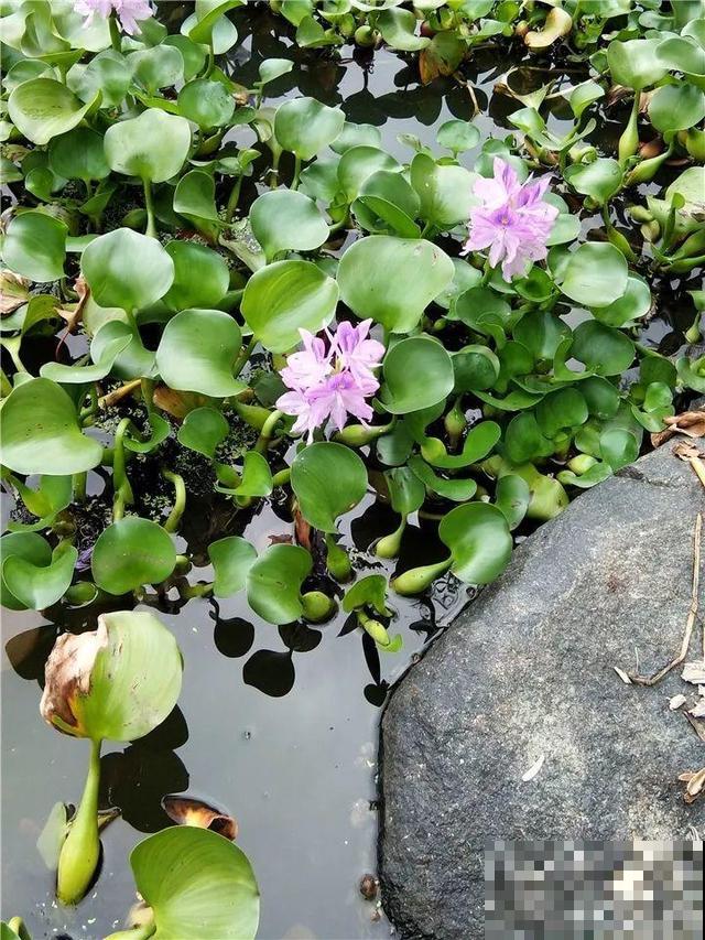 这花是个大“祸害”，20元一棵还有人买，啥时候洗白的？