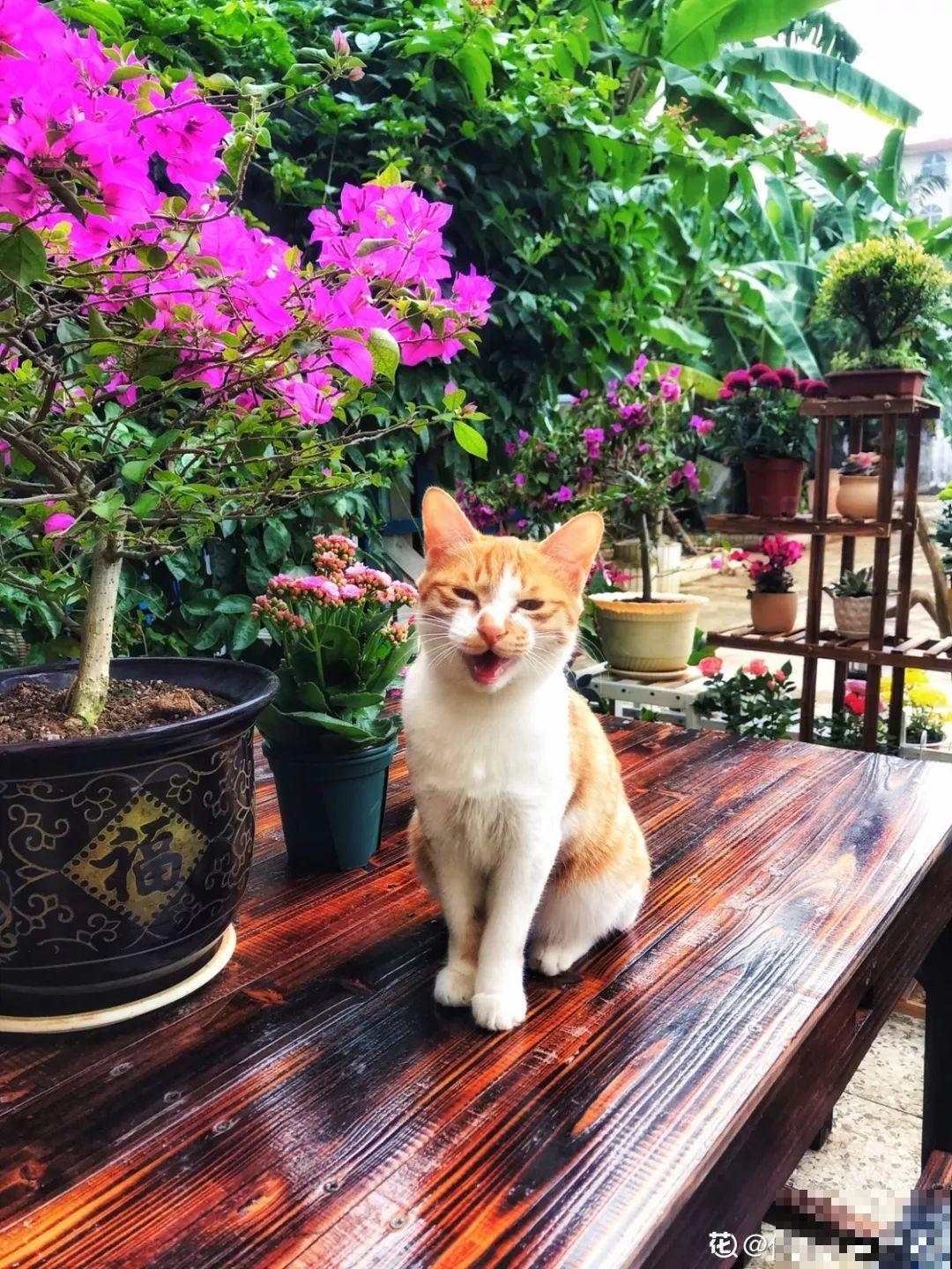 有个小院,养花喂猫,日子越过越充实! 有个小院,养花喂猫,日子越过越充实!