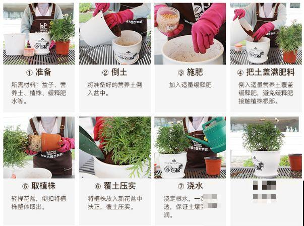 开花劳模就是它，从冬一直开到春，疯长停不下！