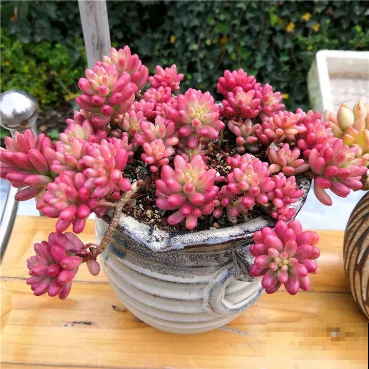秋冬养了这种花，只要给它晒太阳，不用施肥都长胖！
