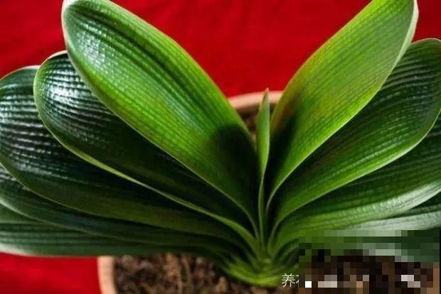 30种花冬天浇水技巧，根不烂，来年春天猛蹿新叶！