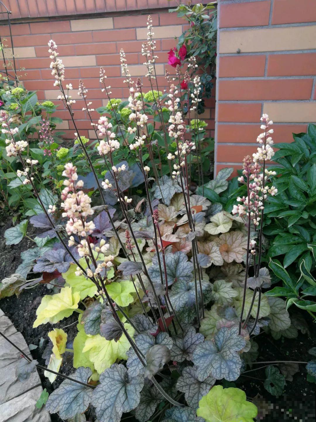 她在楼顶养花，一年时间打造成小花园，再怎么折腾都值得！