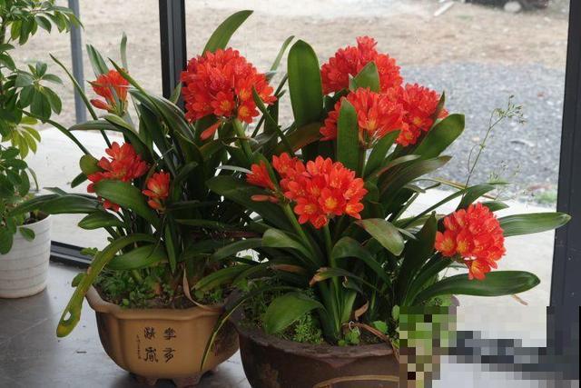 8种花秋冬要穷养，水一多就烂根，再不救只剩空盆！
