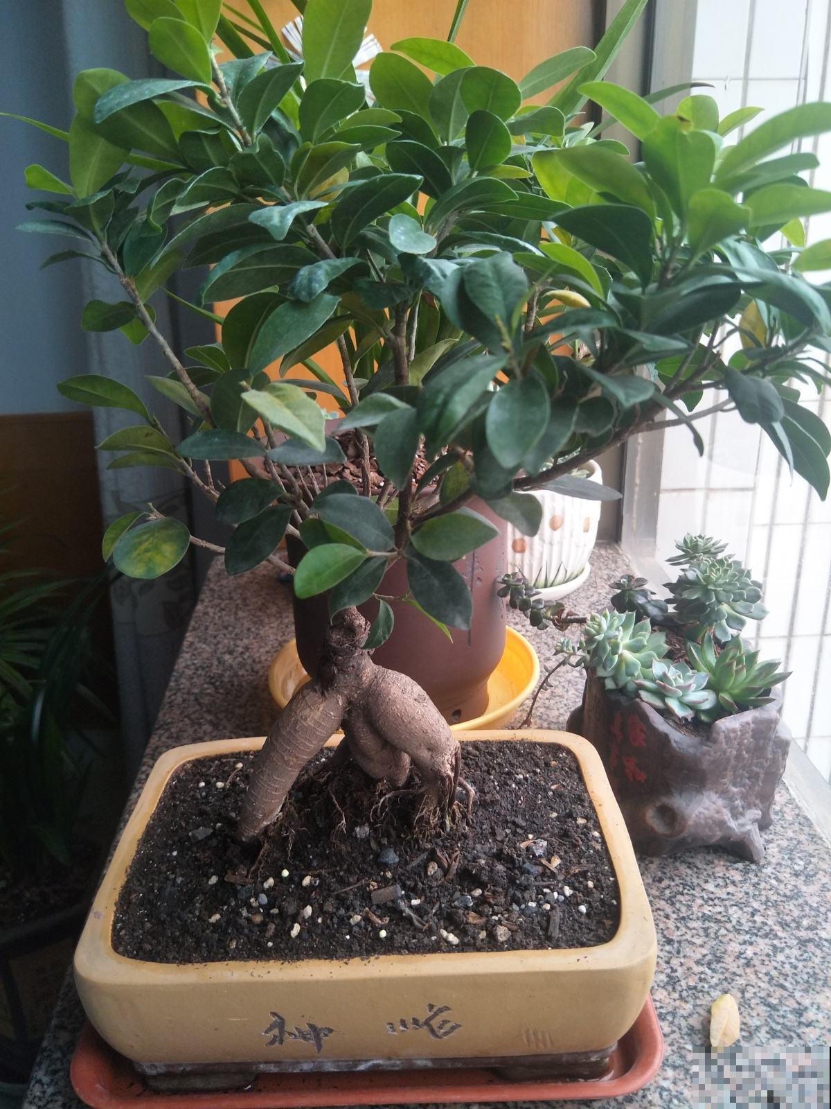 榕树根从筷子细到手腕粗，这几个秘诀不得不知，几个月就脱胎换骨