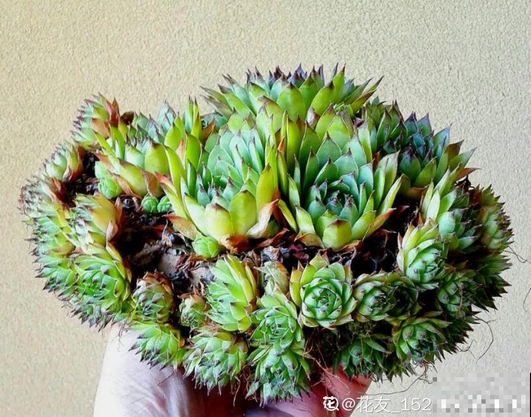 最爱爆盆的5种多肉，得用大脸盆养，2个月长得密密麻麻塞不下！