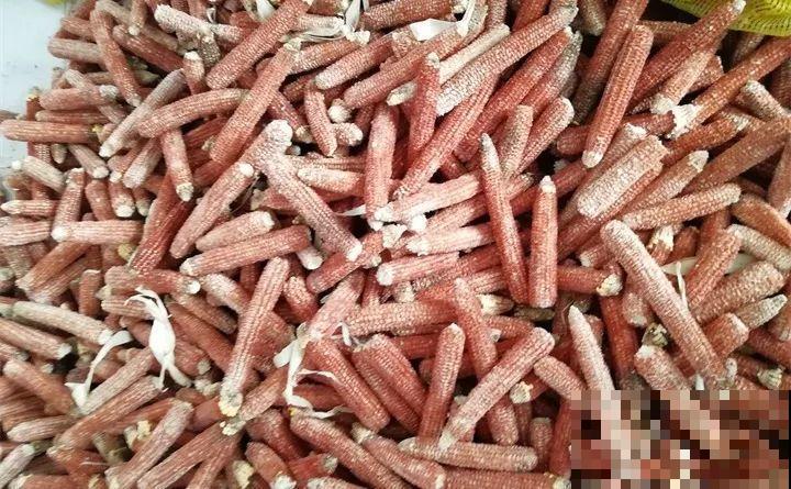 玉米棒子丢盆里，花吃了蹭蹭长，又省下肥料钱了！