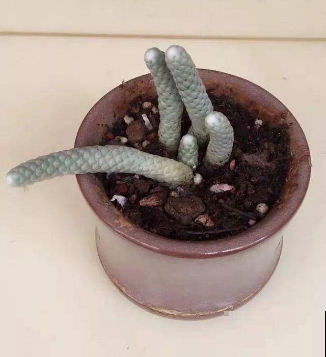 这6种多肉，刚买的时候丑的吓人，先别急着扔，越养越贵气！