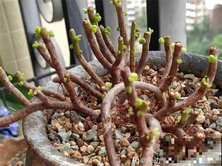 4种花狠心剃光头，剪完就能发新芽，蹭蹭长爆盆！