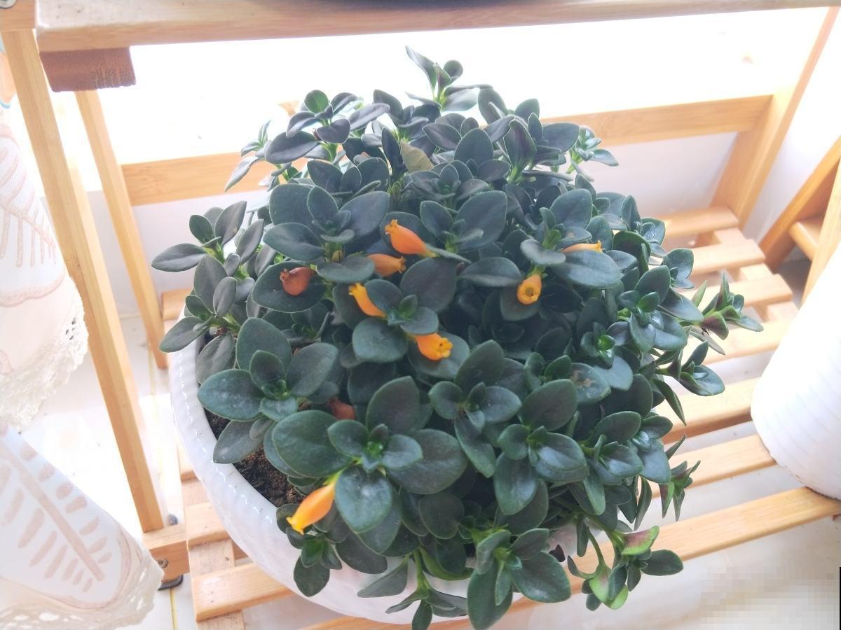 这花像金鱼，太逼真了，开起来像金鱼瀑布！