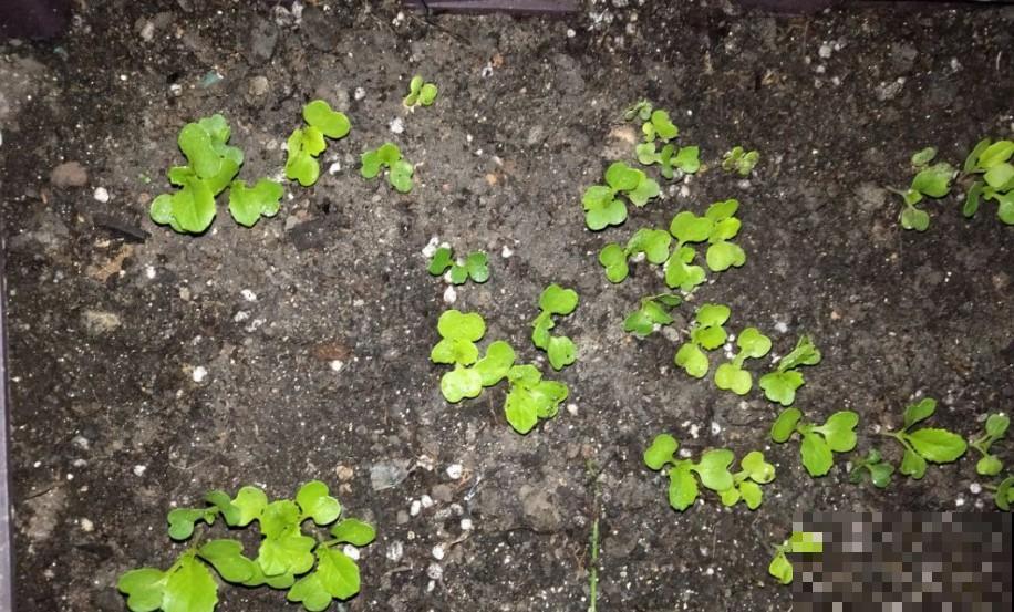 在农村真是好，想吃啥小菜就种点，根本不愁没菜吃！