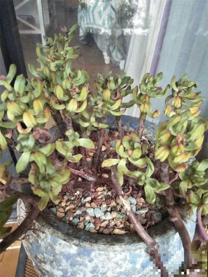 4种花狠心剃光头，剪完就能发新芽，蹭蹭长爆盆！